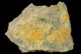 Pennsylvanian Fossil Brachiopod Plate - Kentucky #138903-1